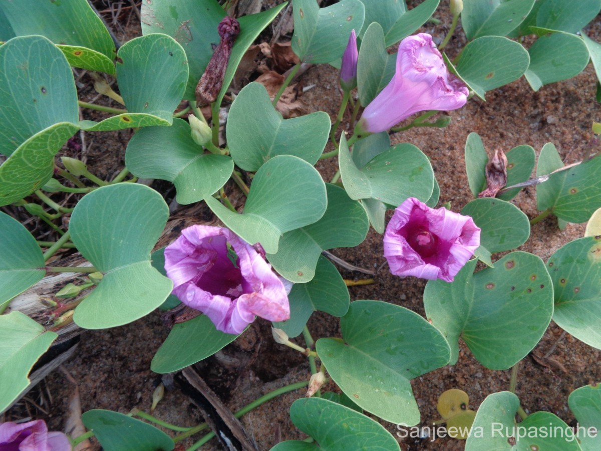 Ipomoea pes-caprae (L.) R.Br.